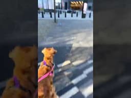 Strong Wind Steals Dog's Toy