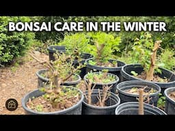 Winter Bonsai Care: What's the Best Time to Work on Your Bonsai? | Q&A