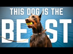 Why the Doberman Crushes Every Other Dog Breed