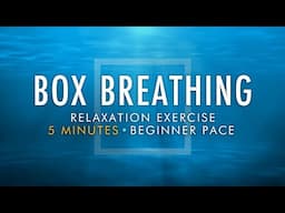 Box Breathing Relaxation Exercise | 5 Minutes Beginner Pace | Anxiety Reduction Pranayama Technique