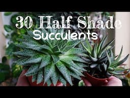 30 Indoor succulents, their names and care tips. Half shade succulent plants.