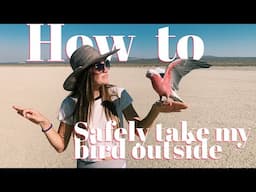 DOING THIS Could End In Tragedy | How to Safely Take Your Bird Outside