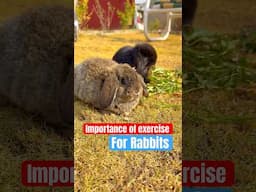 Importance of exercise for bunnies | rabbits exercise #bunny #rabbit #rabbitfarming