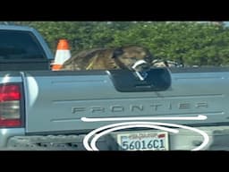 The dog was chained behind the trunk of the car, he was reeling not knowing where he was being taken