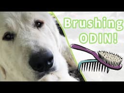 Brushing My Great Pyrenees!