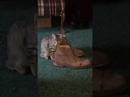 Kitten & Boots #funny #kitten #cute #cats #funnyvideos #tabbycat