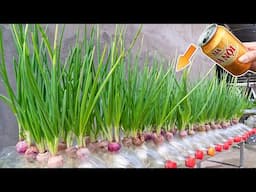 How to Grow Green Onions in Plastic Bottles with Beer | Growing Hydroponic Green Onions Easily