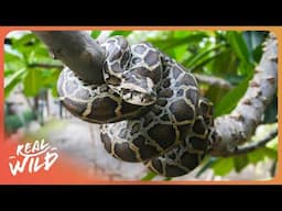 Hunting Pythons: America's Most Deadly Species