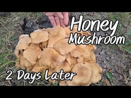 Honey Mushroom 2 Days Later