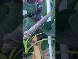 #shorts Cool houseplants I found at Plant Festival - Elephant Ear | Plant Mom Care