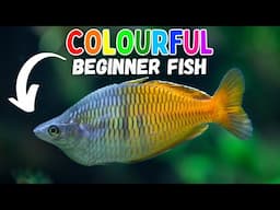 7 COLOURFUL Beginner Aquarium Fish!