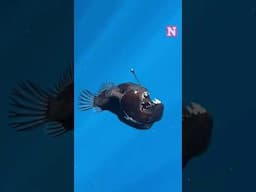 Researchers Capture Rare Footage Of Deep-Sea Anglerfish In Shallow Waters