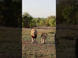 Lion & Lioness Roar Together!