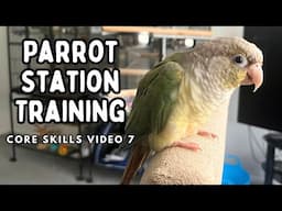 How To Train Your Bird To Fly - Parrot Station Training | Core Skills 7 | TheParrotTeacher