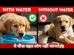 Water Requirement for Dogs / डॉग को पानी कब देना सही है ?