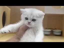 Two white cats playing with their favorite toy 😍 💖