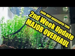 Sand-Only Aquascaped Tank EP04: Second Week Update + MAJOR OVERHAUL