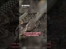 King cobra paralyses & devours python in Sungei Buloh