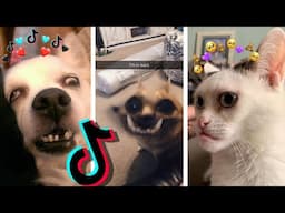 😂 Dogs and Cats on TikTok #51😹 - Animal Videos: TikTok Funny Dogs and Cats Compilation 2020