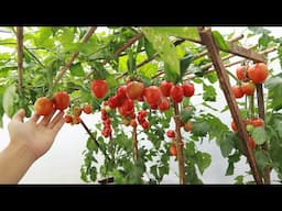 I didn't expect this secret of growing tomatoes in plastic cans to produce so much fruit.