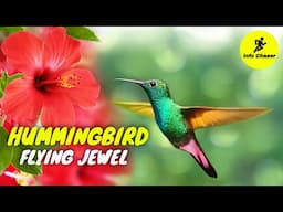 Hummingbird facts | Learn about hummingbirds | Feeding hummingbird | hummingbird sounds