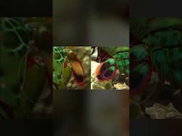 Mantis Shrimp Have Amazing Vision | #DeepLook #Shorts