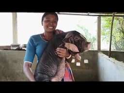 Pig Farming Business sudhir hembram#shortvideo