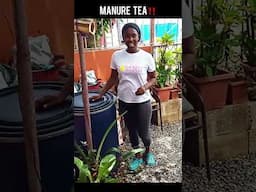 Grow Your Garden Overnight With Manure Tea‼️