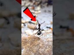 Weird Ant Behavior! STANDING ANTS🤯🤯