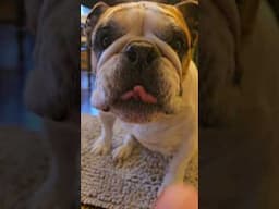 #trending #shorts #bulldogs #dogs #viralvideo