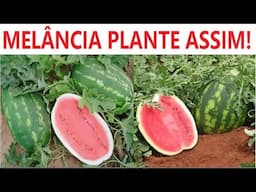 Morria e não sabia como Plantar melancia no vaso, mais fácil do que vc pensa!