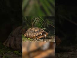 Tortoise in Peru #wildlife #tortoise