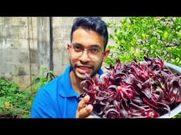 Late Sorrel Harvest! | Gardening in Trinidad and Tobago