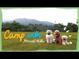 Camping with my Poodles at Harvest Hills Family Farm for the weekend | The Poodle Mom