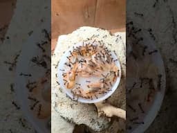 10 Shrimp VS Ant Colony