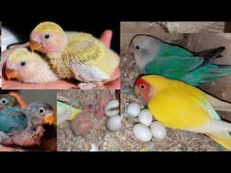 Lovebirds breeding tips | Lovebirds test breed | Love birds Fisher breeding care tips | Birds