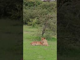 Look At These Lionesses! | #Wildlife #ShortsAfrica