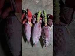 Today I Harvest 3 Banana Flower from my garden