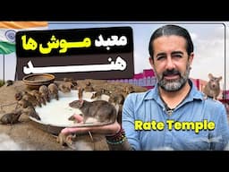 معبد موش‌ها در هند - Rat Temple in India