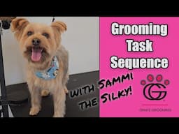 Grooming Task Sequence (Start to Finish) with Sammi the Silky Terrier!