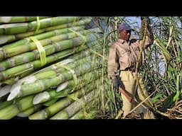 SUGARCANE GROWING AND IT'S SUPPLIERS IN UGANDA