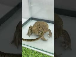 Asian Bullfrog eats big snake #shorts