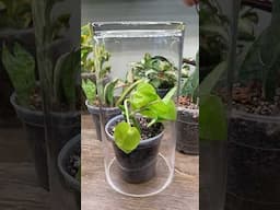 How To Increase Propagation Success