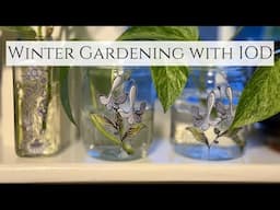 Winter Gardening with IOD Transfer and Recycled Jars |Cutting and Rooting Plants for Spring