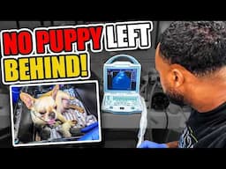 Puppies Left Behind After Natural Birth: DIY Postpartum Check for Dogs