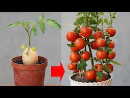 The Secret Of Cutting Tomato Branches More Than 10 Times