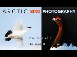 The Specialists of the Arctic ⎸ Bird photography in Varanger