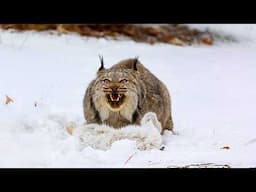 This is Why Canadian Lynx Scream Like They're Possessed!!