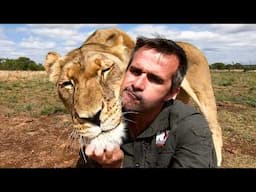 Uplifting Memories of My LION FRIENDS  | The Lion Whisperer