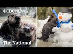 #TheMoment rescued baby sea otters saw snow for the first time